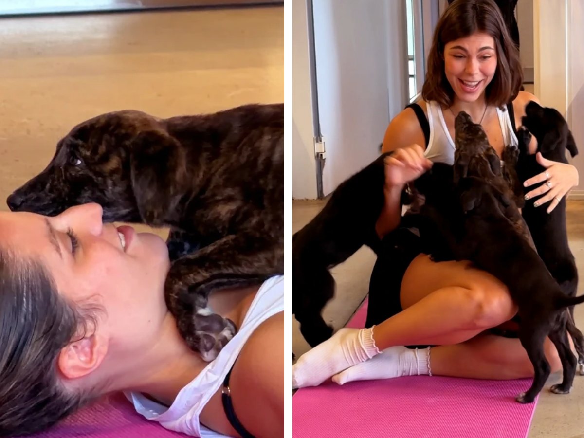 Aula de Yoga na Ultra Academia reúne filhotinhos em busca de um novo lar